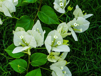 Close-up of white flowers blooming outdoors