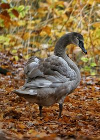 Close-up of duck in lake