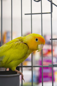 Close-up of parrot in cage