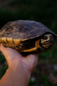 Cropped image of hand holding turtle