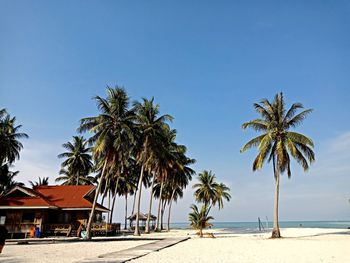 Palm trees at beach against sky