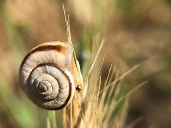 Close-up of snail on plant