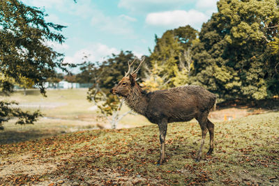 Deer standing in forest