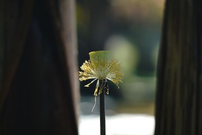 Close-up of white dandelion flower