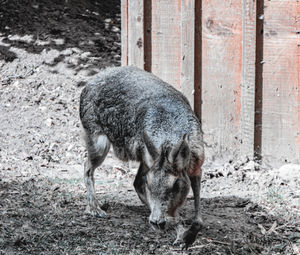 Mara standing by fence 