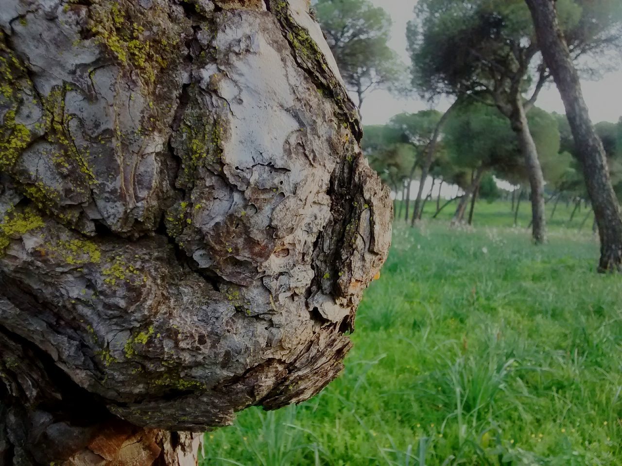 tree, tree trunk, nature, grass, tranquility, growth, close-up, focus on foreground, beauty in nature, day, textured, rock - object, outdoors, tranquil scene, no people, plant, rock formation, rock, rough, green color