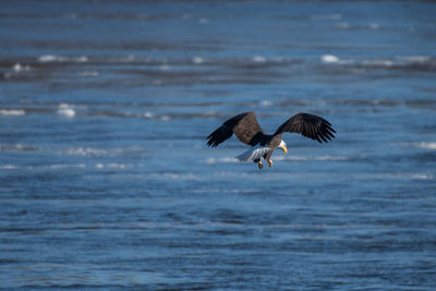 Bird flying over sea against sky