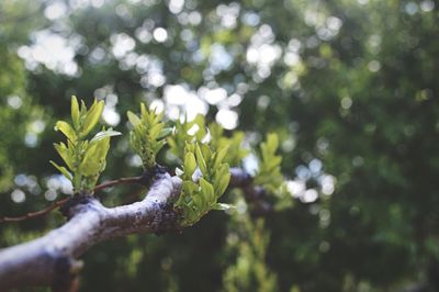 Close-up of leaves