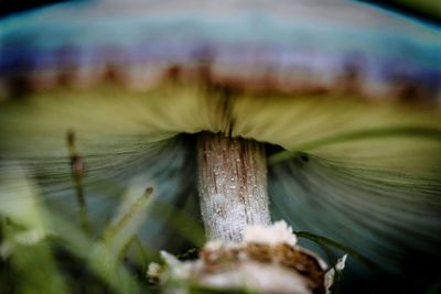 Close-up of mushroom growing outdoors