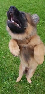 Dog lying on grassy field