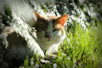 Close-up of cat sitting on grass