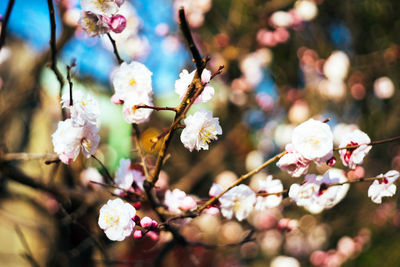 Close-up of cherry blossoms in spring