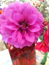 Close-up of pink flowers blooming outdoors