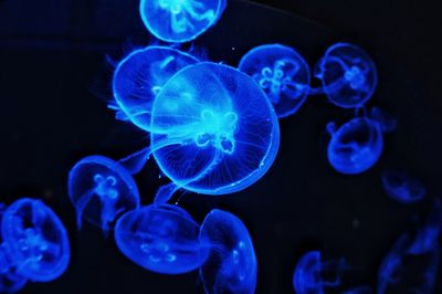 Close-up of jellyfish swimming in sea