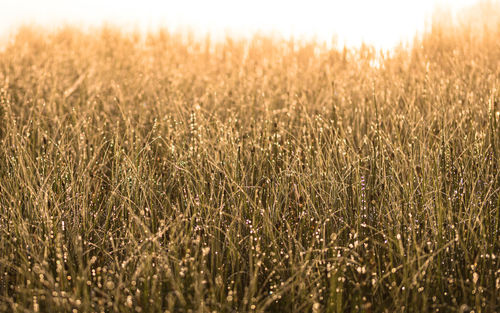 Dew drops on grass against lake in morning light