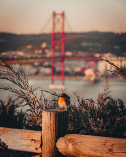 View of suspension bridge against sky during sunset