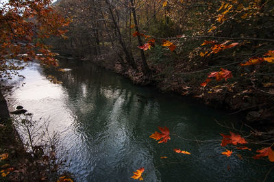 Scenic view of lake in forest during autumn