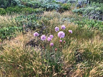 Purple flowering plants on field