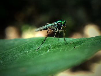 Close-up of fly on leaf