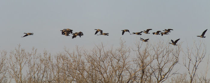 Flock of birds against clear sky