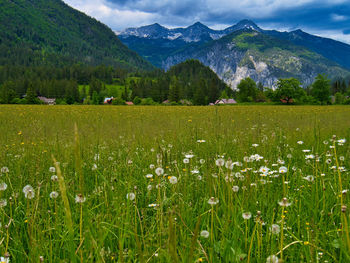 grassland