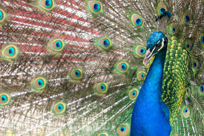 Close-up of peacock