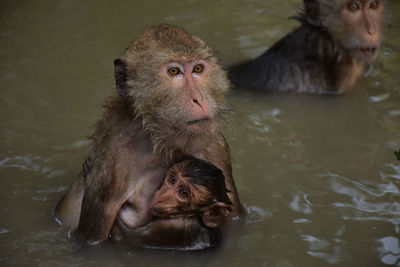 High angle view of monkey swimming in lake