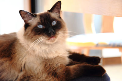 Close-up portrait of a cat