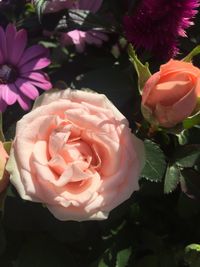 Close-up of pink roses blooming outdoors