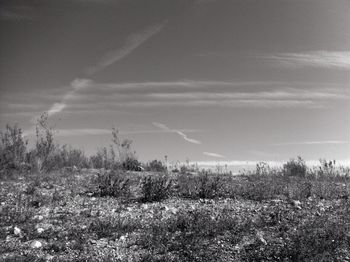 Scenic view of grassy field against sky