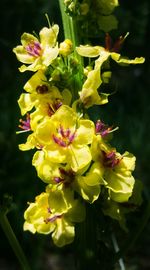 Close-up of yellow flowers blooming outdoors