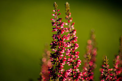 Close-up of pink flowering plant on field