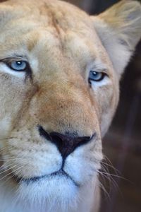 Close-up portrait of a cat