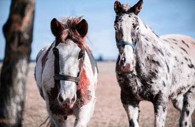 Two horses in the field