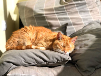 Cat sleeping on bed