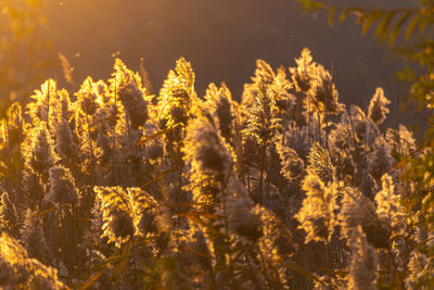 Reed thicket, arundo donax plants, photographed in spring, backlit.