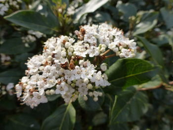 Close-up of white flowers