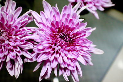 Close-up of bee on purple flower