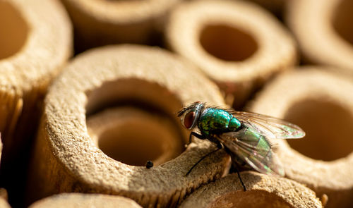 Close-up of fly