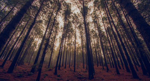 Low angle view of bamboo trees in forest