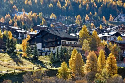 Houses and trees in town