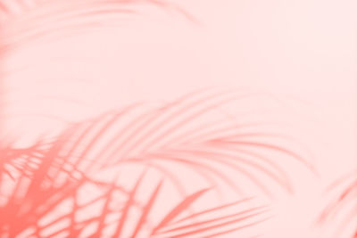 Macro shot of pink feather