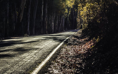 Road amidst trees in forest