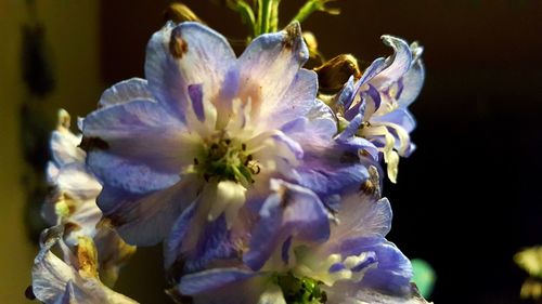 Close-up of passion flower blooming outdoors