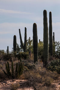 Cactus growing on field against sky during sunset