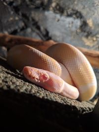 Close-up of a snake