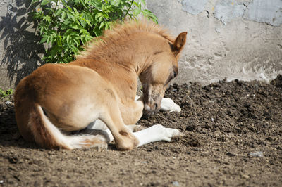 Dog standing on field