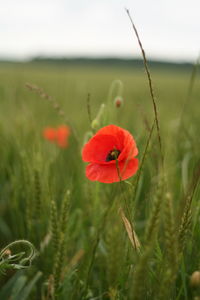 Close-up of red flowers blooming in field