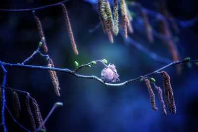 Close-up of hazel nut on plant