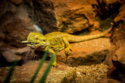 Close-up of lizard on rock